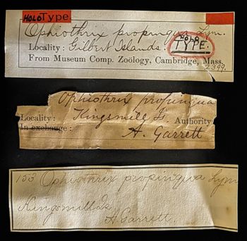 Media type: image;   Invertebrate Zoology OPH-2399 Description: Original handwritten specimen labels;  Aspect: labels